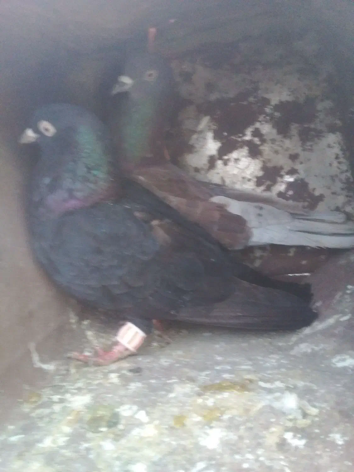 یک جفت پرنده خوب|پرنده|جم, |دیوار