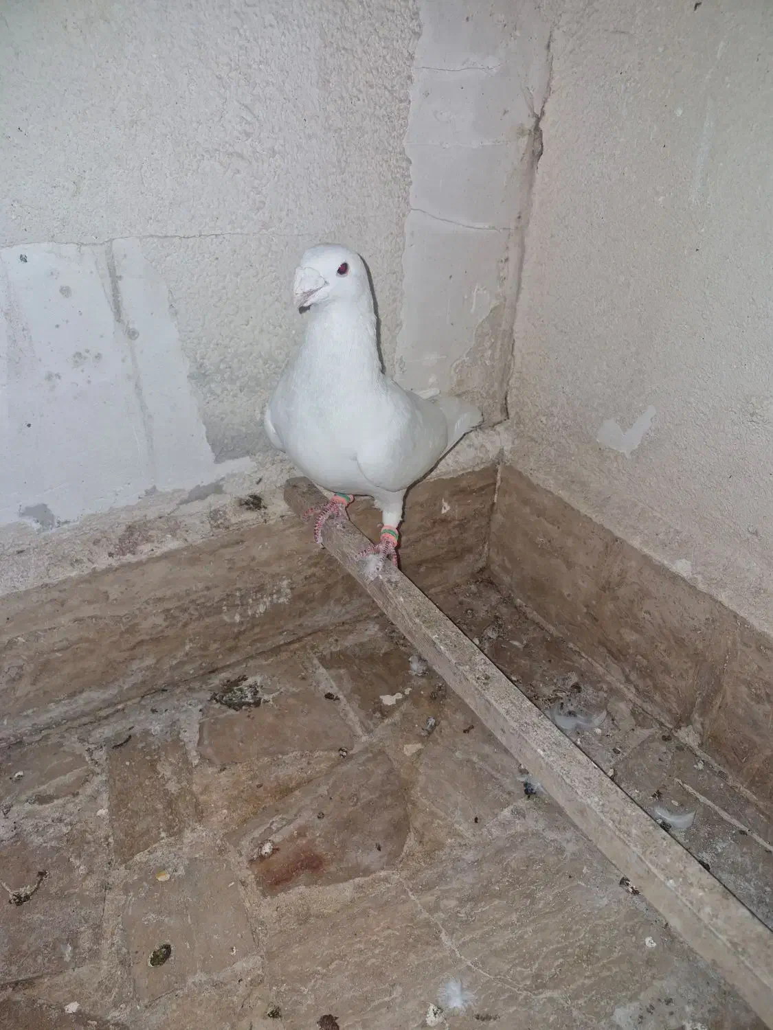 کبوتر هومر یا کله اسبی|پرنده|پرند, فاز ۴|دیوار