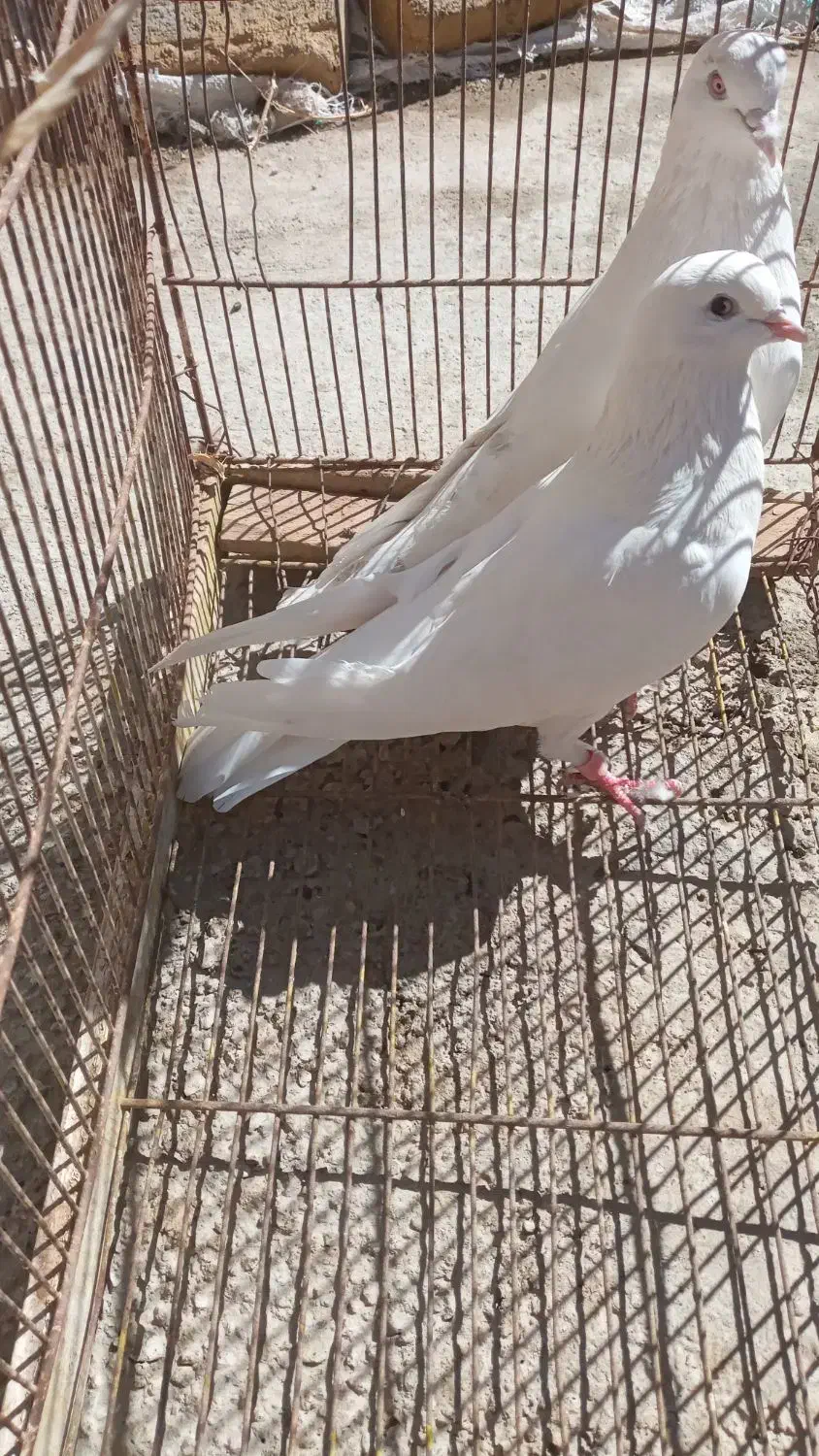 کبوتر پرشتی|پرنده|اشترینان, |دیوار