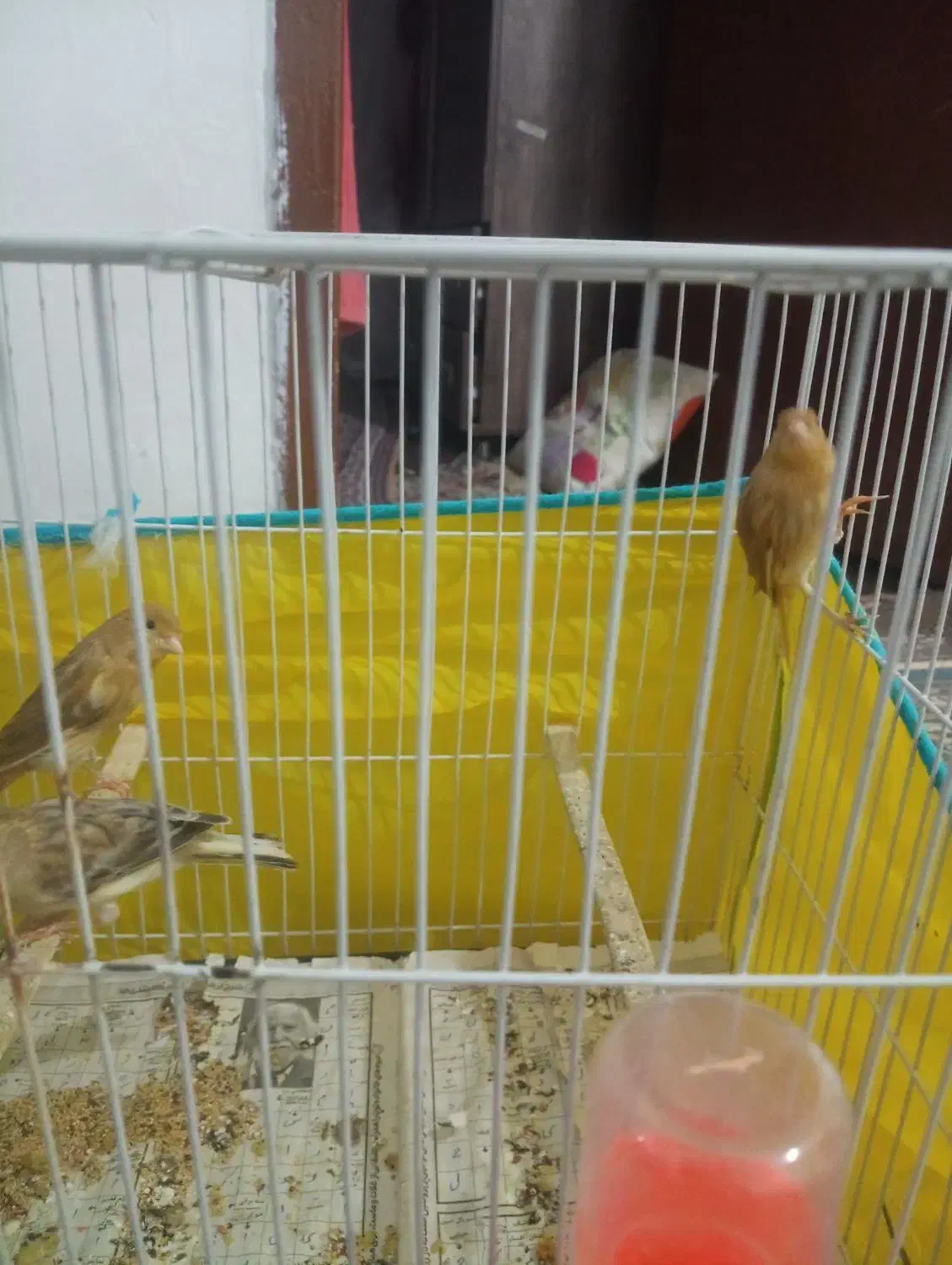 سلام 3تاجوجه قناری4ماه|پرنده|قوچان, |دیوار