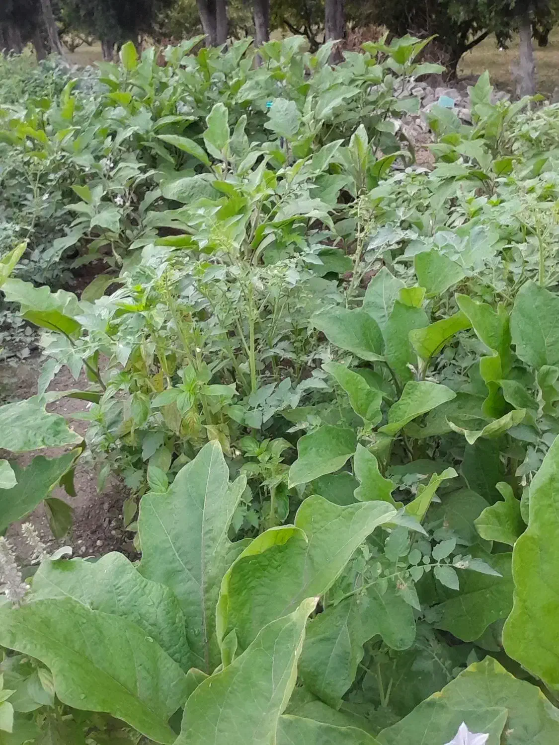 خدمات کلی|خدمات پیشه و مهارت|بندر ترکمن, |دیوار