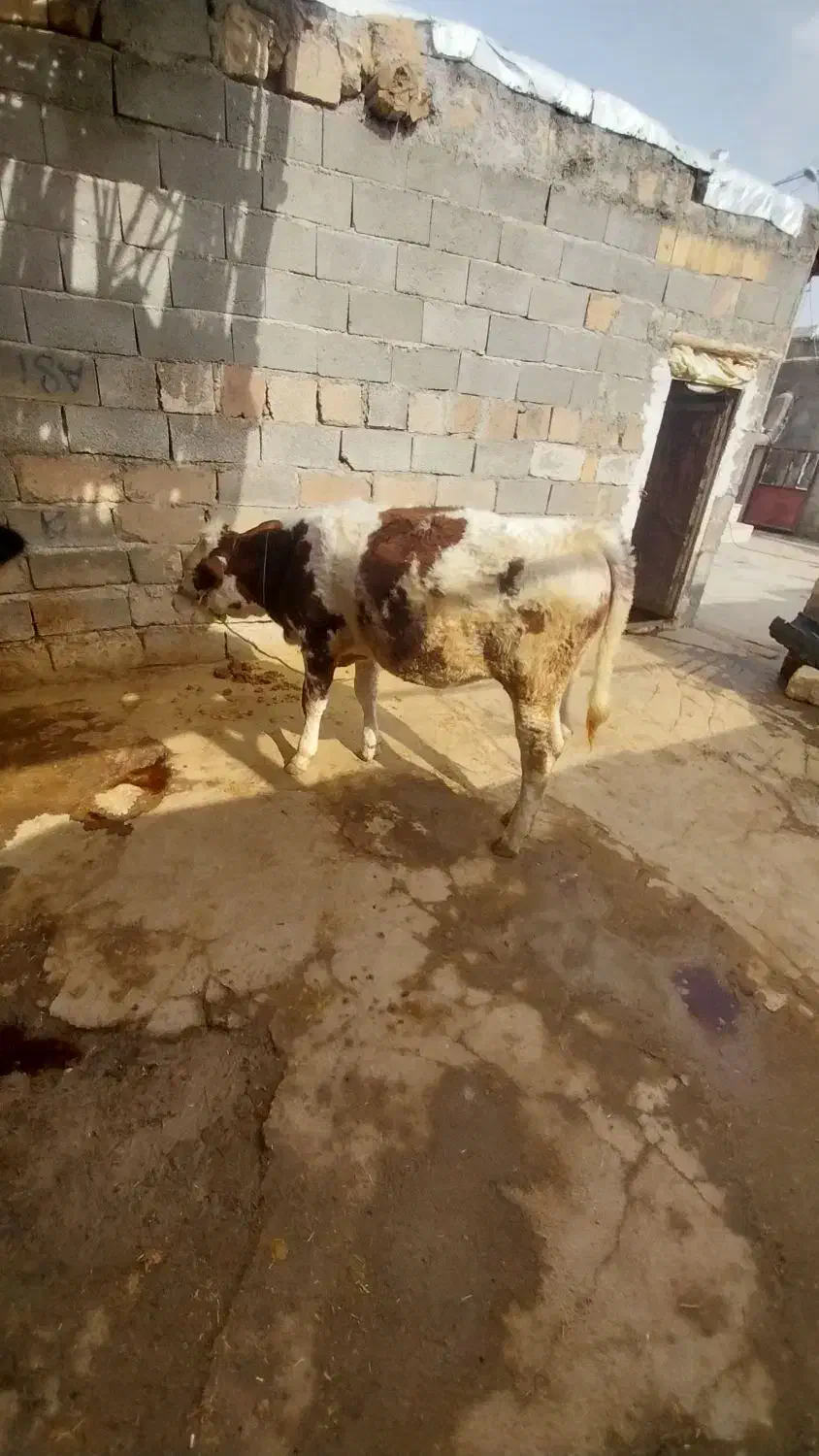 گاو و گوساله سیمیتال|حیوانات مزرعه|کوهدشت, |دیوار