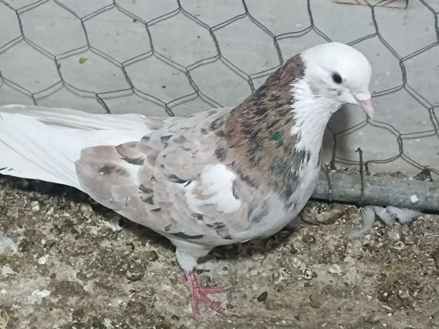 کبوتر کهنه آس و جوجه|پرنده|ورامین, شهرک مدرس|دیوار