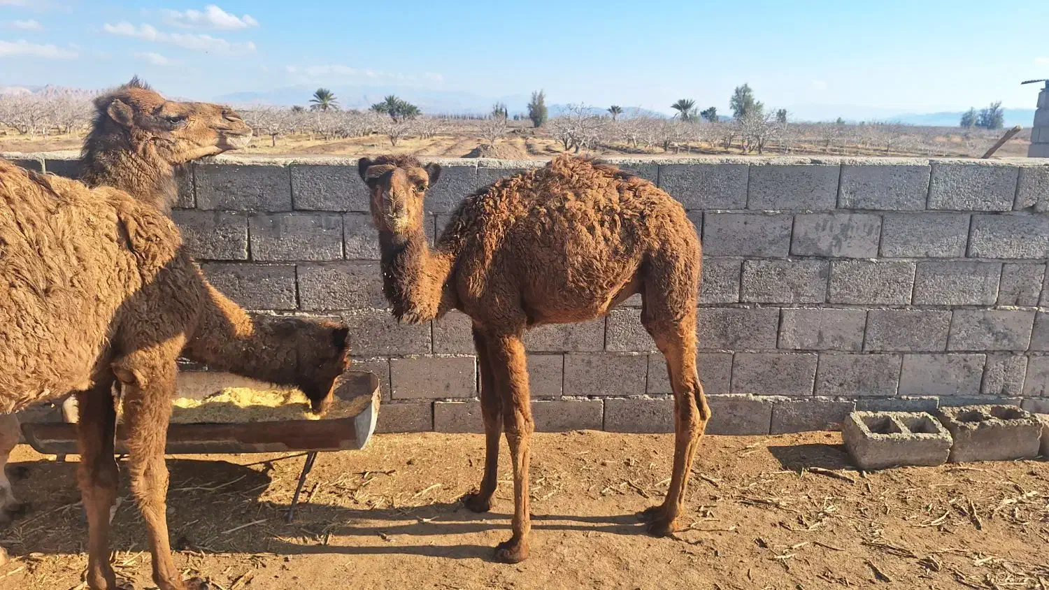 هاشی نر|حیوانات مزرعه|راور, |دیوار