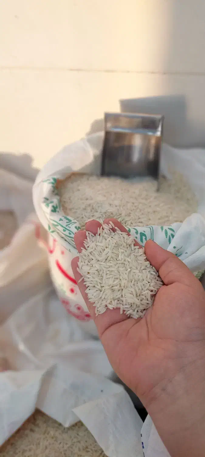 انواع برنج ایرانی|خوردنی و آشامیدنی|نهاوند, |دیوار