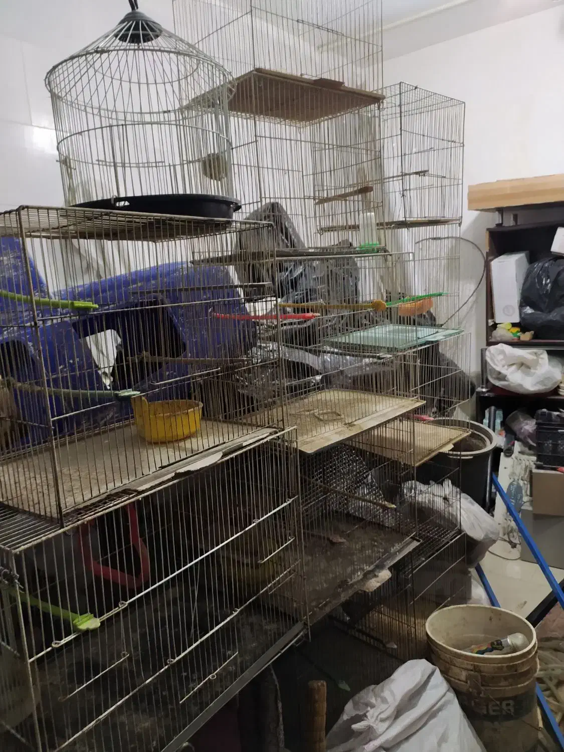 قفس پرنده انواع مدل کاسکوی .وساده|لوازم جانبی حیوانات|مشهد, خواجه ربیع|دیوار