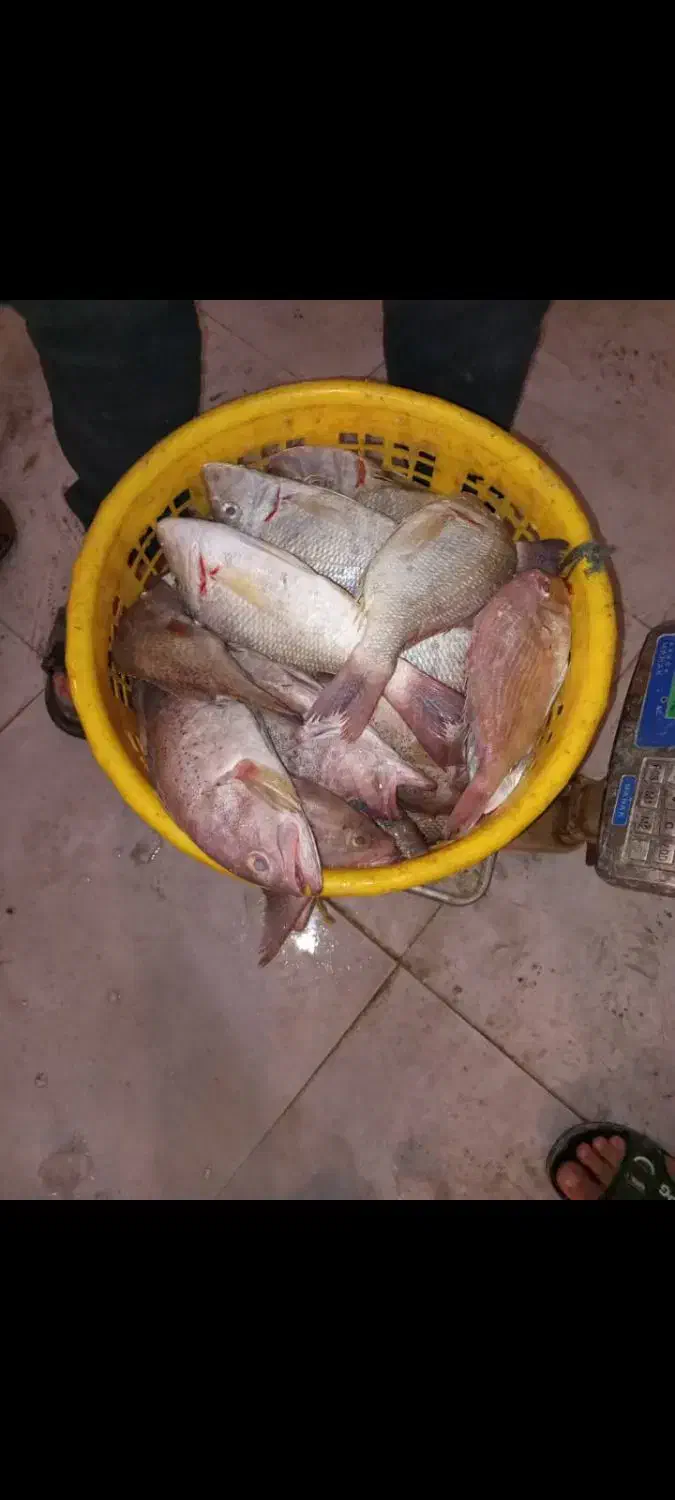 ماهی فروشی|ماهی|هندیجان, |دیوار