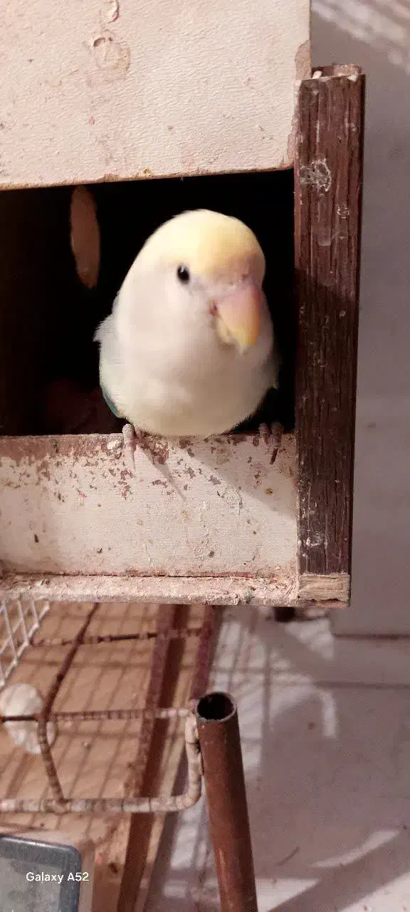 طوطی عروس هلندی|پرنده|قم, نیروگاه|دیوار