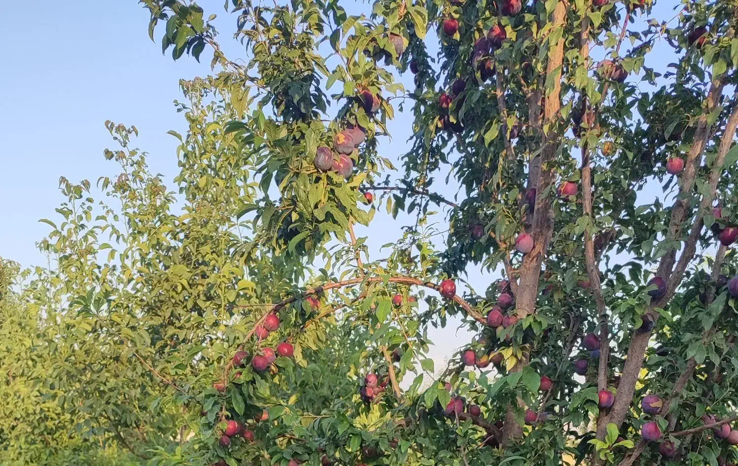 فروش باغ نزدیک پارک ملت و دانشگاه|فروش زمین و ملک کلنگی|خوی, |دیوار