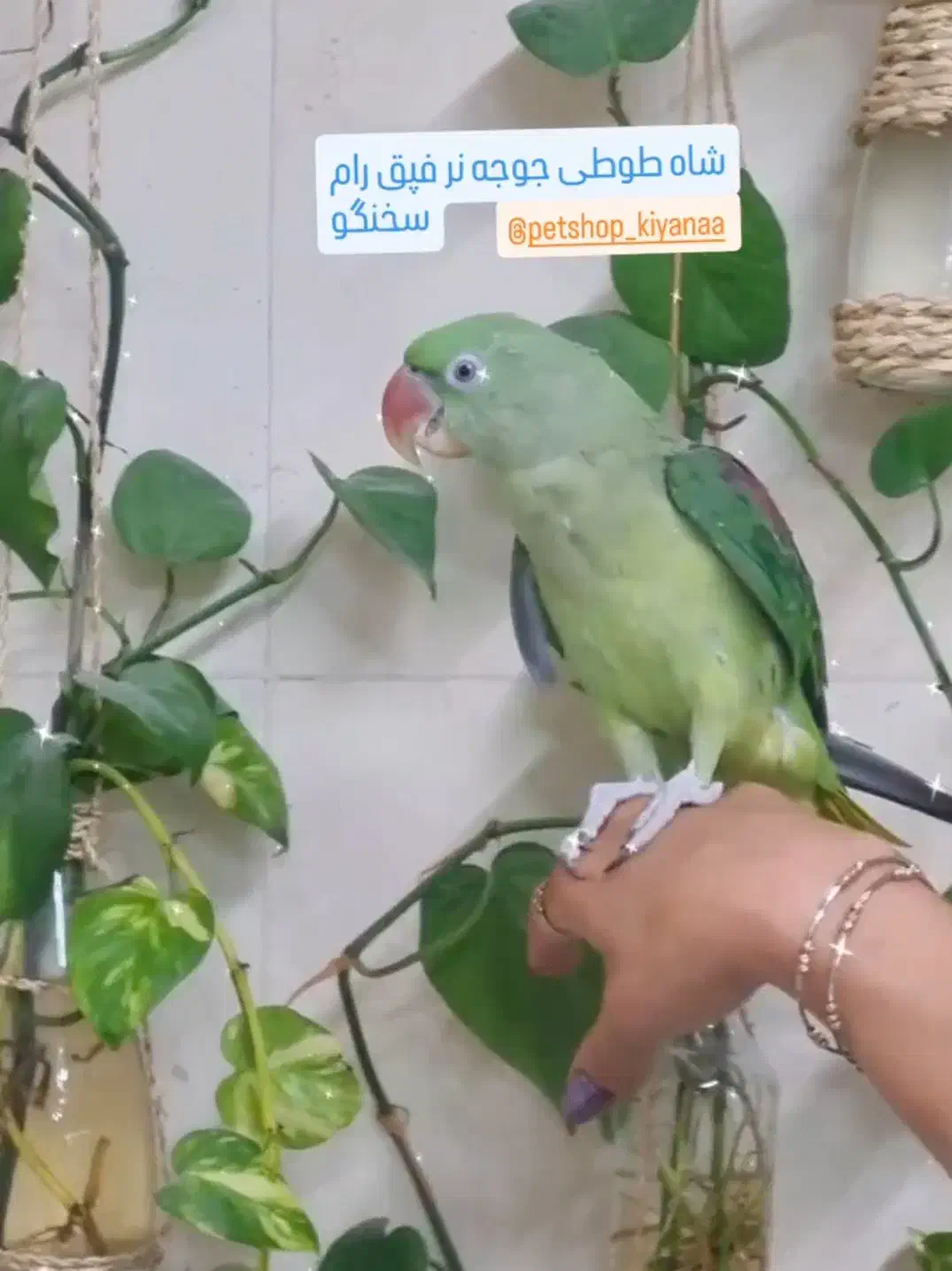 جوجه شاه طوطی نر|پرنده|ساری, |دیوار