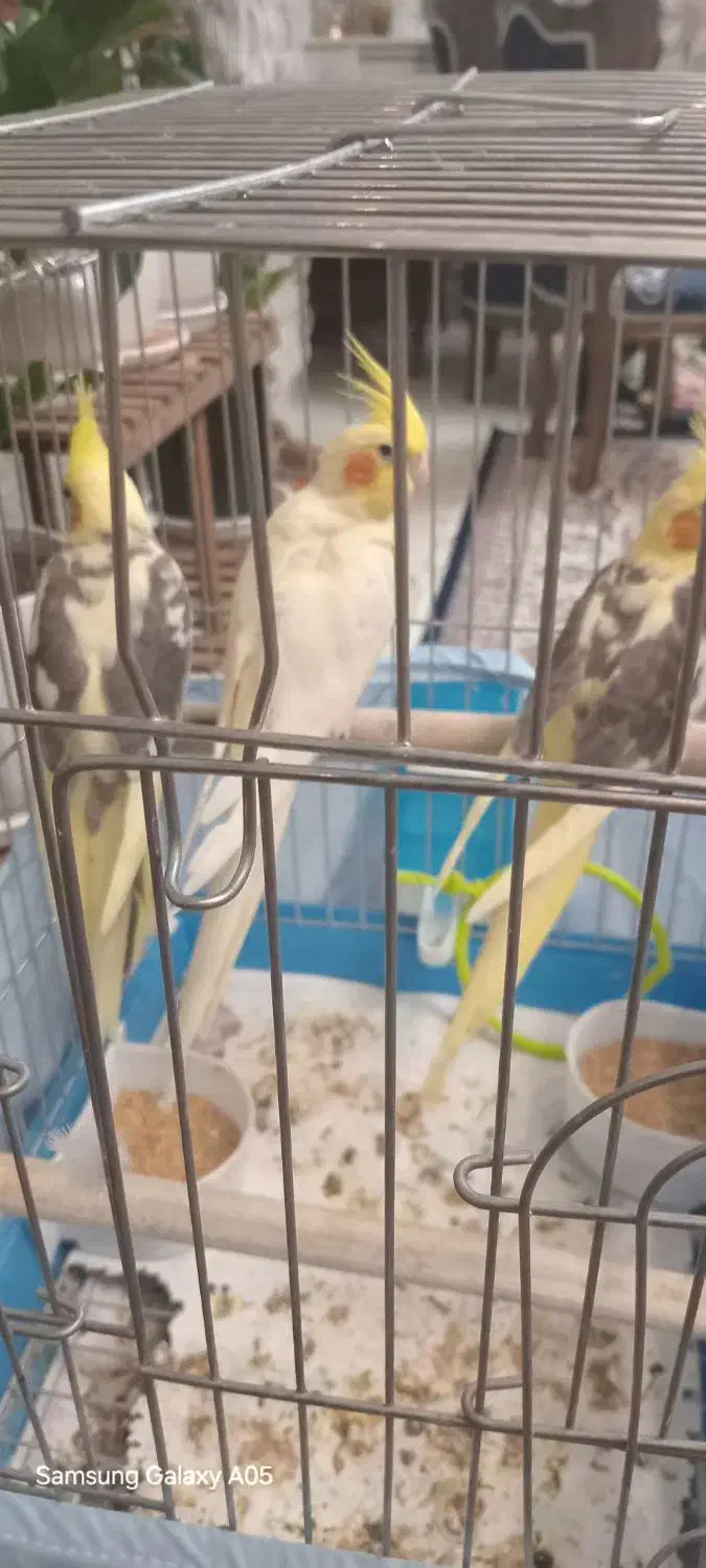 عروس هلندی|پرنده|هشتگرد, فاز ۲ مهستان|دیوار