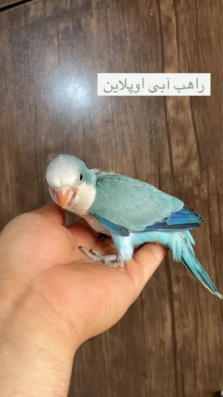 راهب|پرنده|ساری, |دیوار