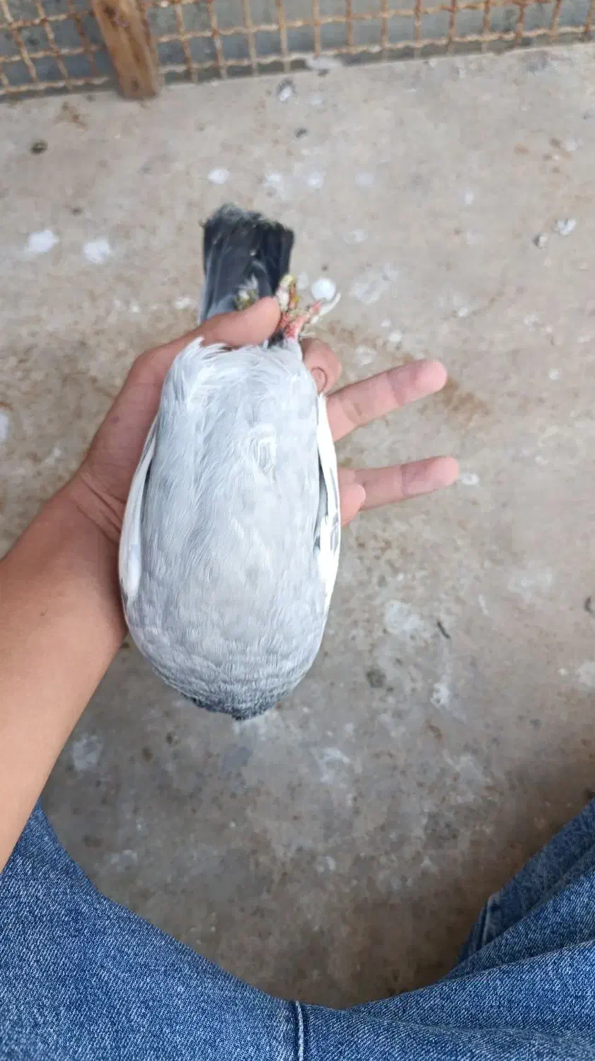 کفتر|پرنده|شیراز, حجت آباد|دیوار