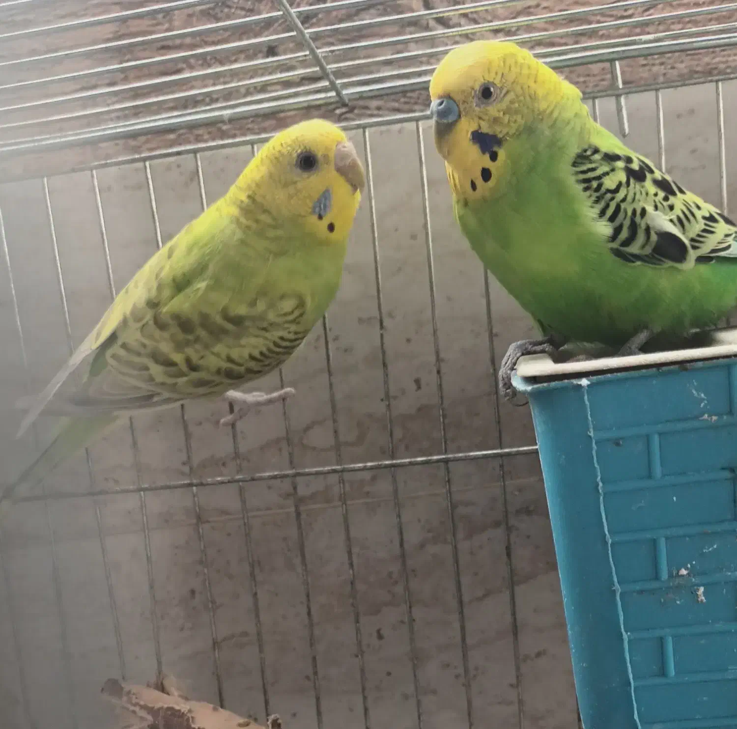 نداشتن جا برای نگهداری|پرنده|خان ببین, |دیوار