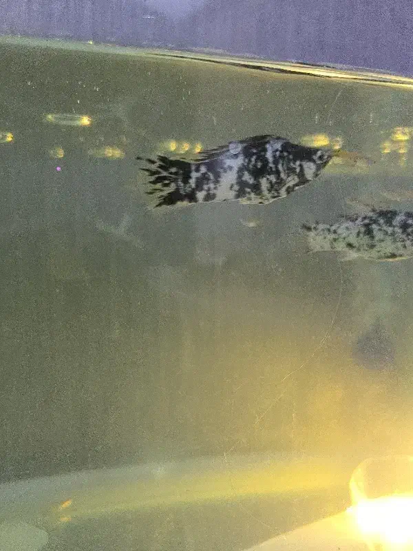 ۲ عدد ماهی مولی نر وماده|ماهی|رامهرمز, |دیوار