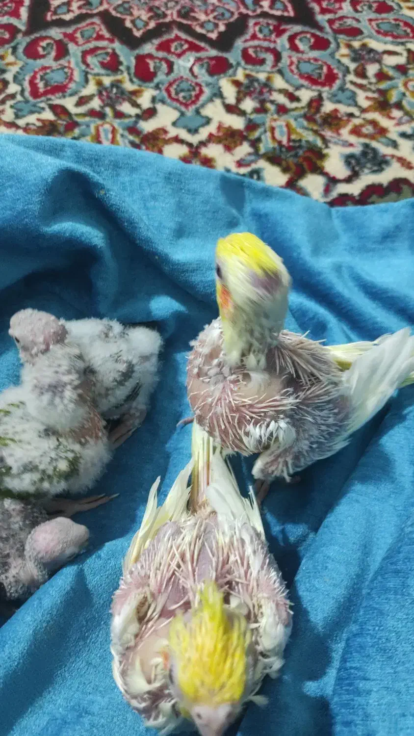 جوجه عروس هلندی سرلاکی|پرنده|برازجان, |دیوار