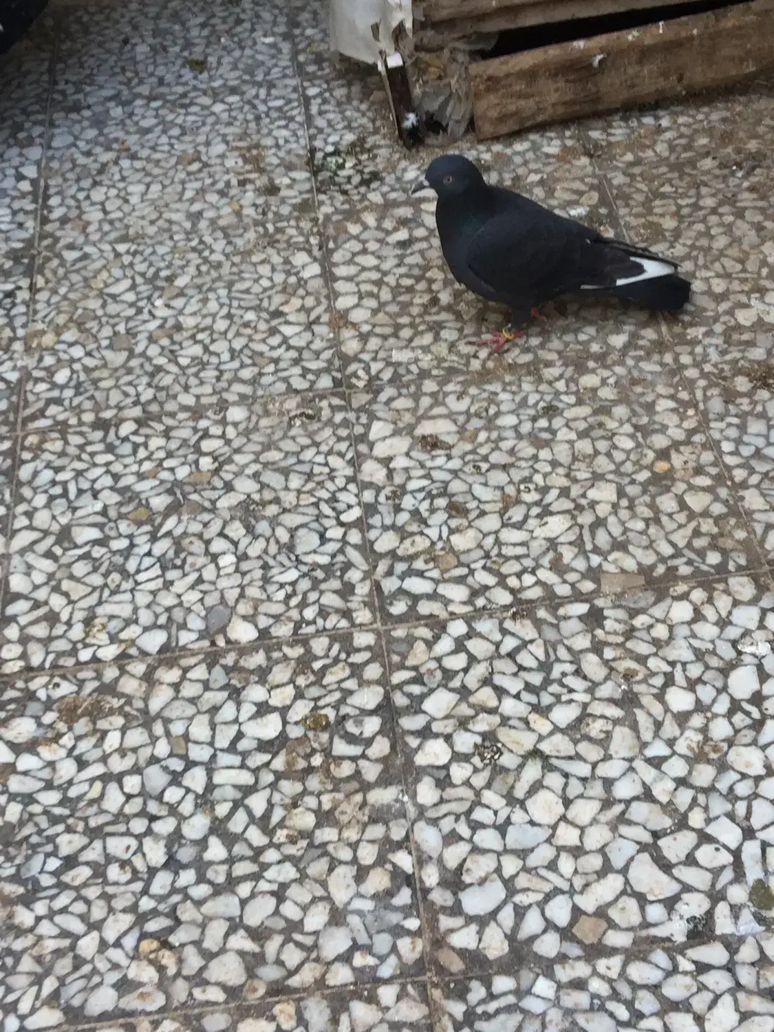 کبوتر غریب|پرنده|رشت, توشیبا|دیوار