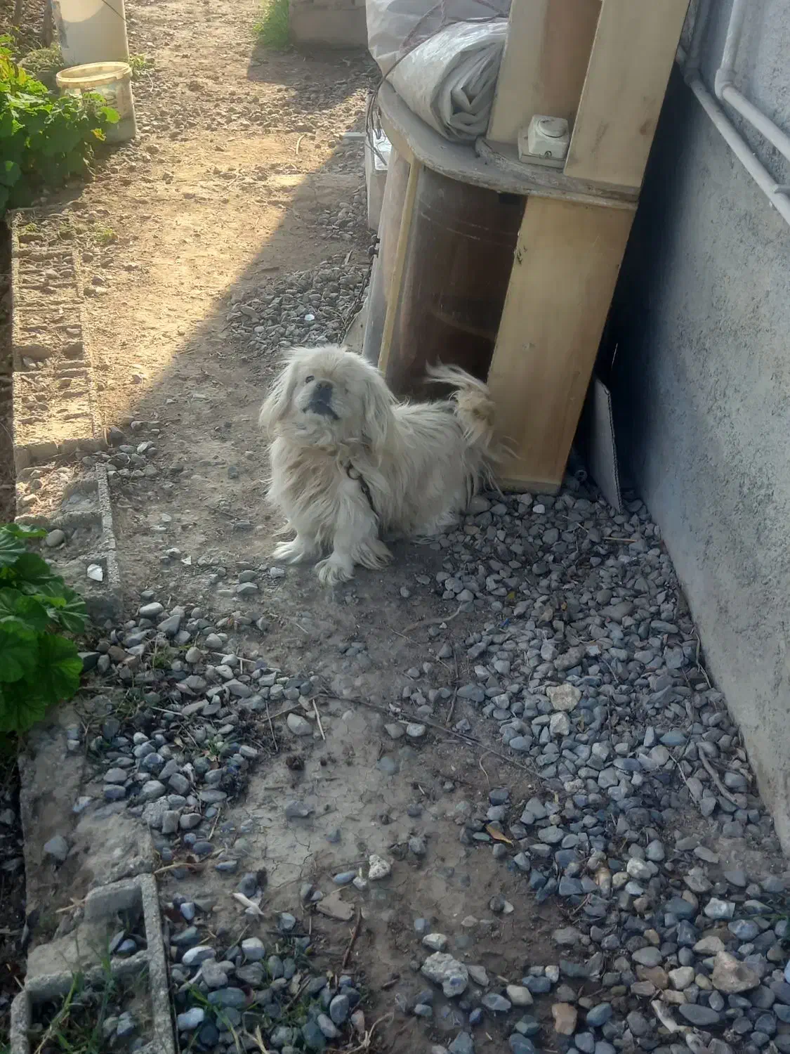 پاکوتاه خارجی|سگ|گرگان, |دیوار