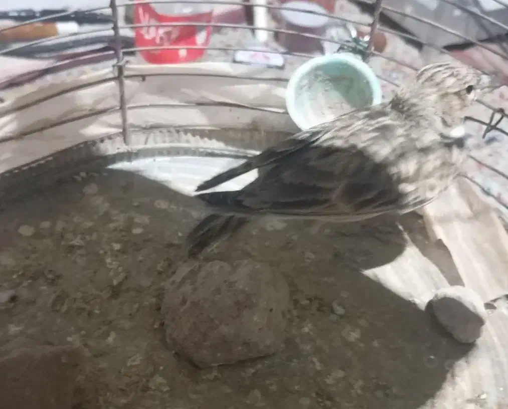 سهره خاکی|پرنده|کرمان, |دیوار