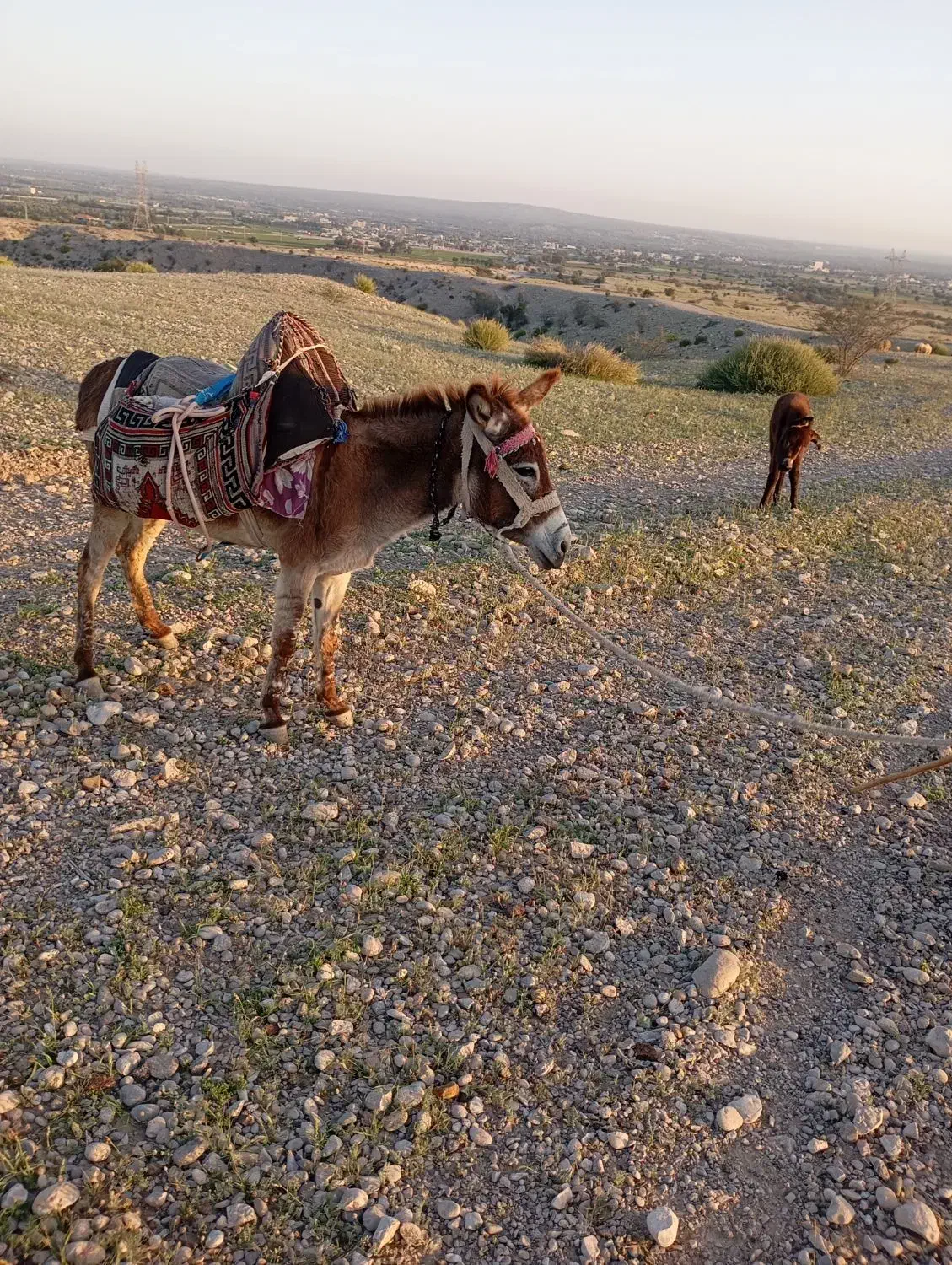 خربابچه|حیوانات مزرعه|قلعه قاضی, |دیوار