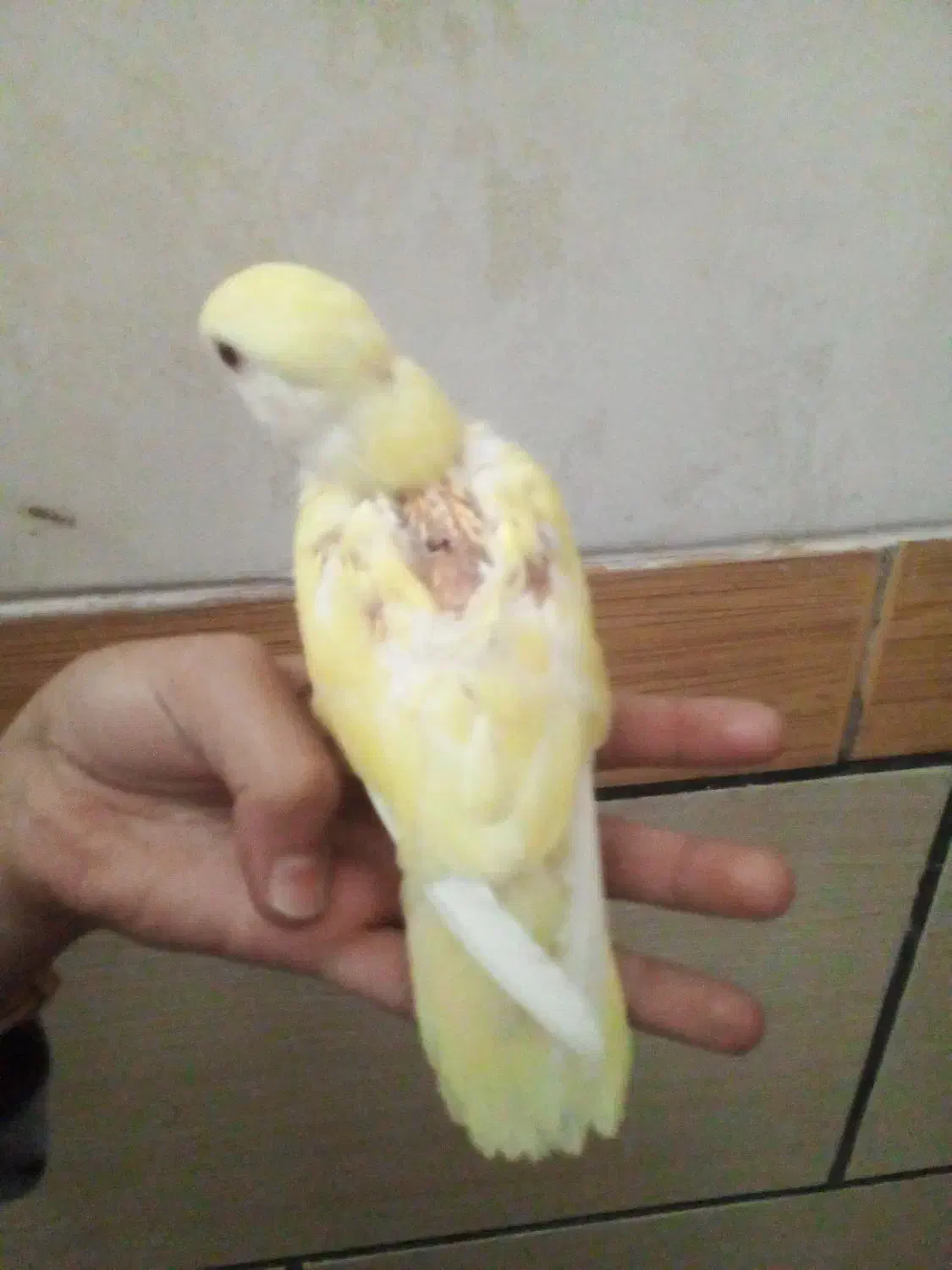 جوجه کوتوله دستی|پرنده|کرمان, |دیوار