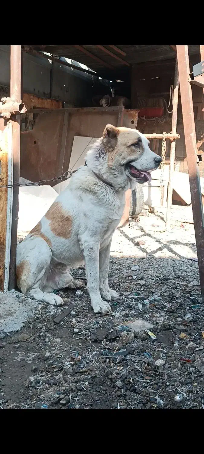 واگذاری نر آلابای|سگ|اردبیل, |دیوار