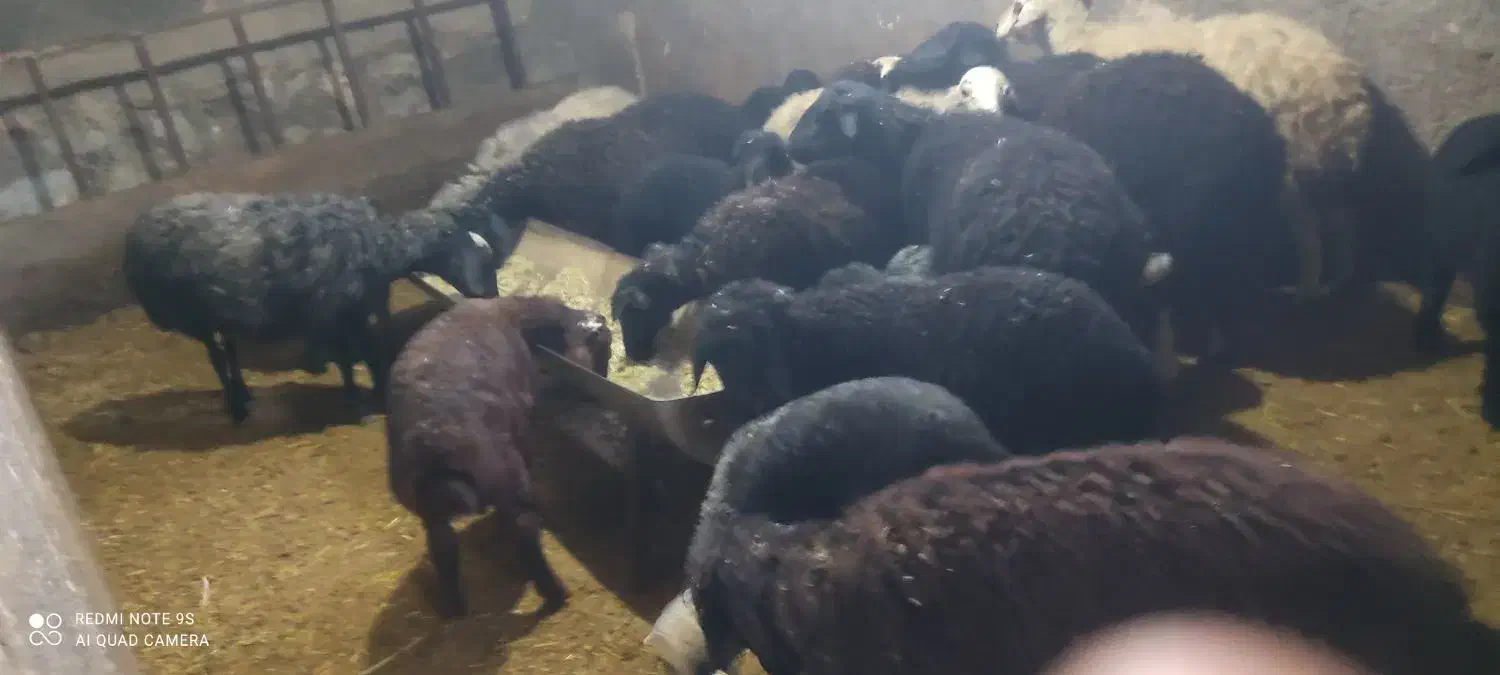 گوسفند|حیوانات مزرعه|نوبران, |دیوار