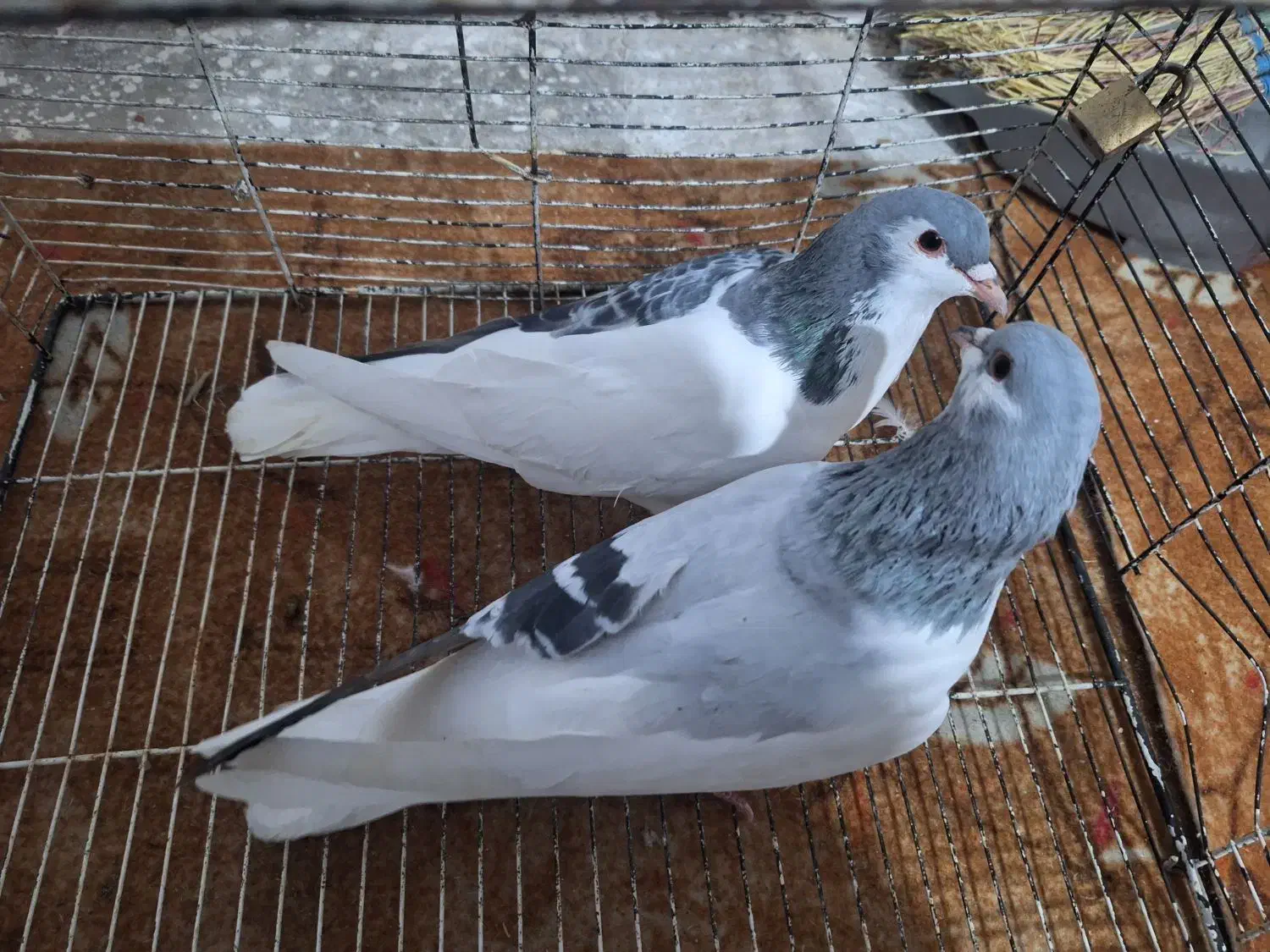 کبوتر چادری|پرنده|وحیدیه, |دیوار