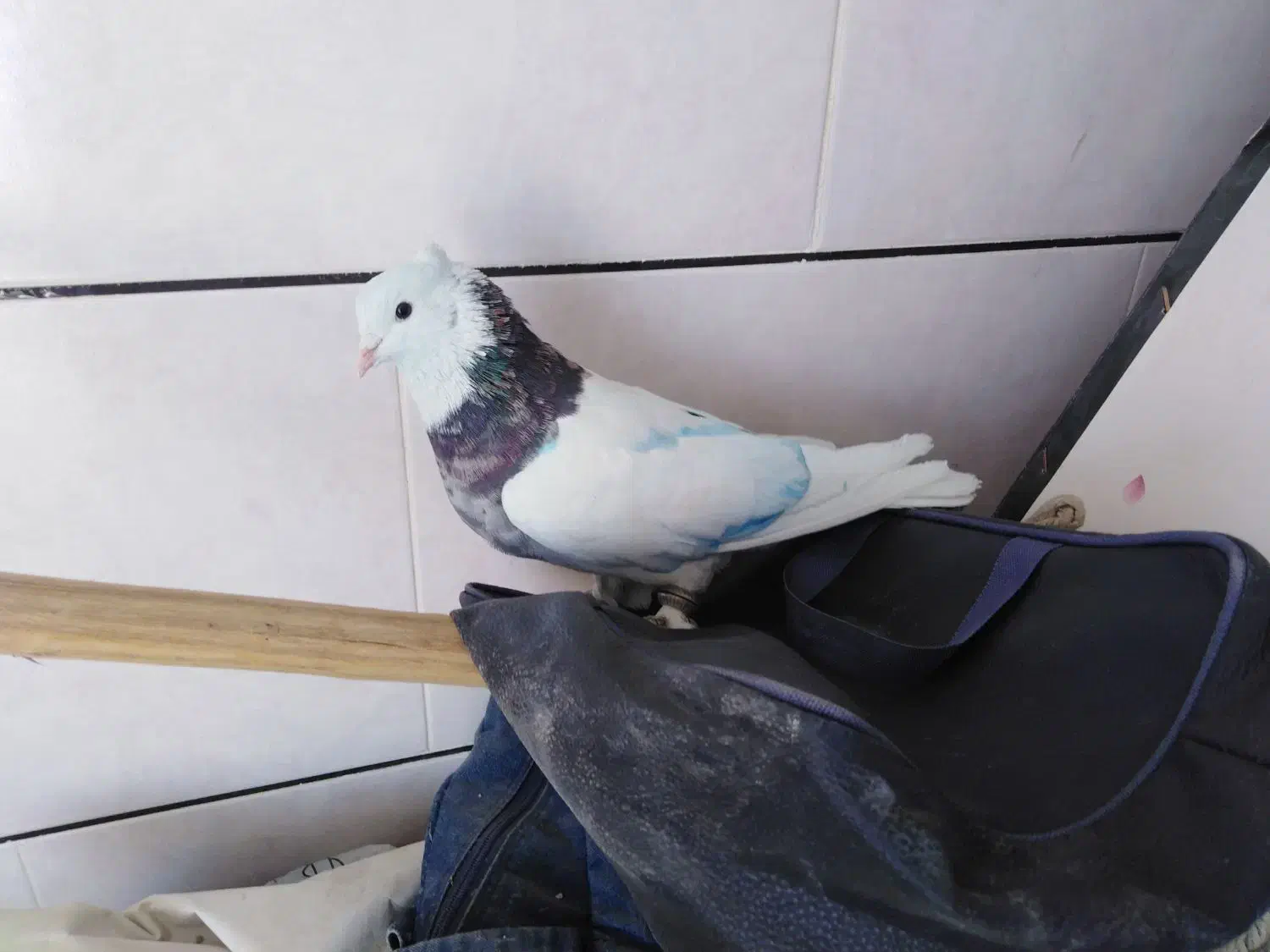 کبوتر طوقی هفت رنگ نر|پرنده|خمینی‌شهر, |دیوار