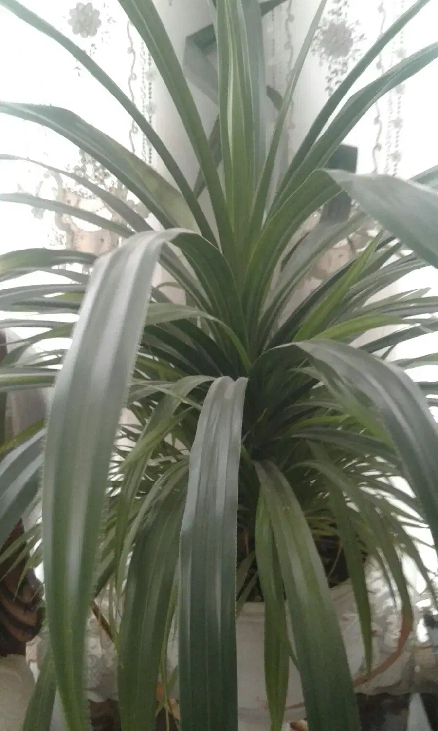 دو عدد گلهای آپارتمانی بزرگ|گل و گیاه طبیعی|کاشمر, |دیوار