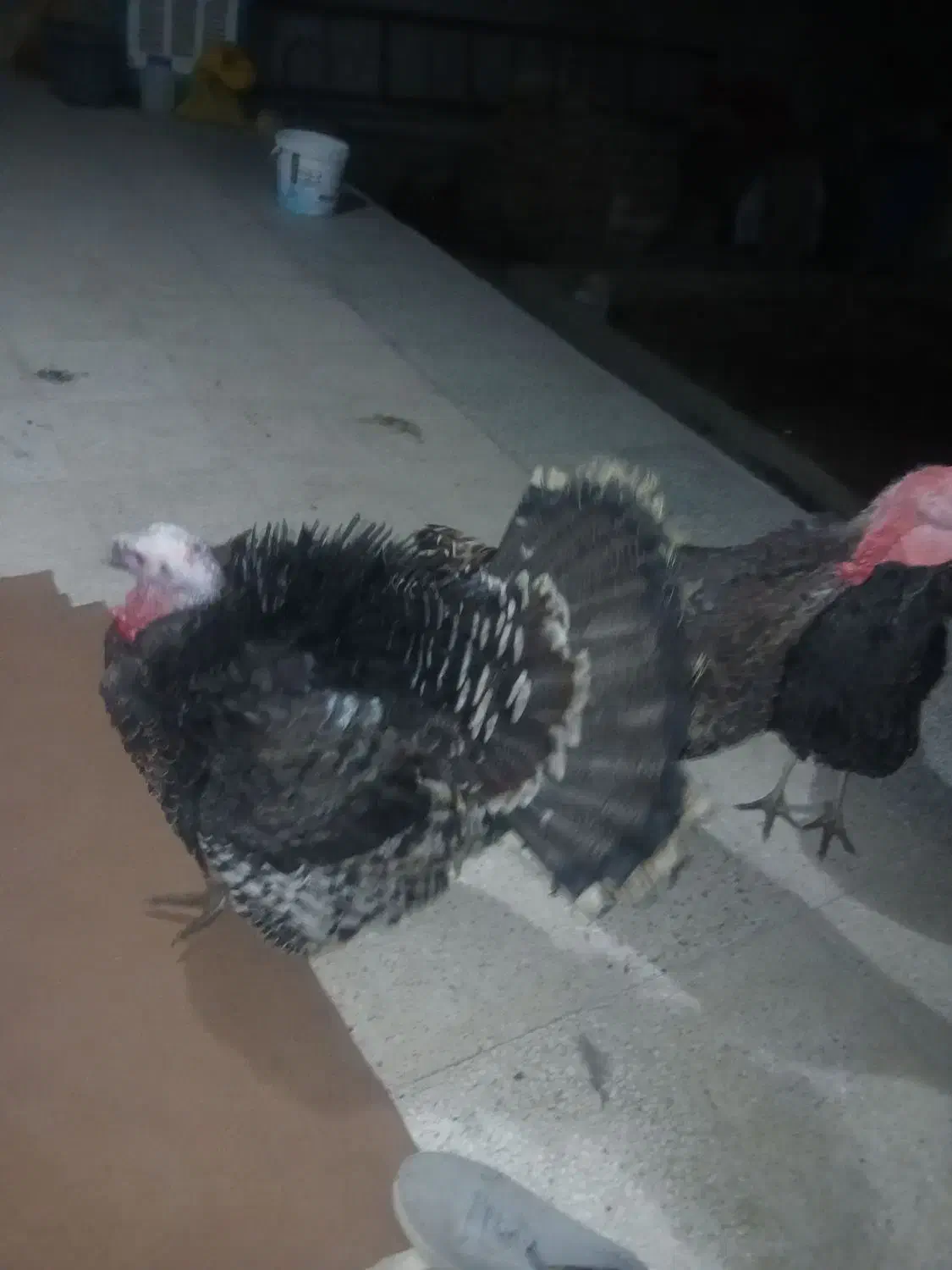 بو قلمون 2 تا نر و 1 عدد ماده جوانه|حیوانات مزرعه|قوچان, |دیوار