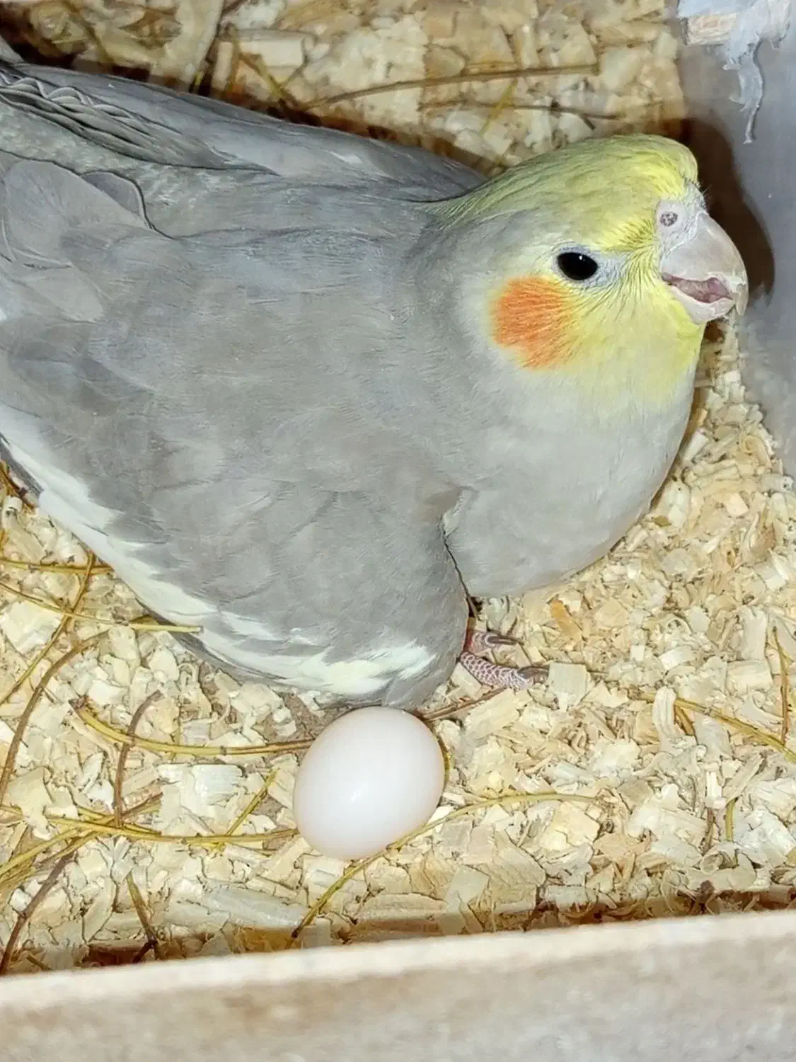 عروس هلندی ماده|پرنده|کرمان, |دیوار