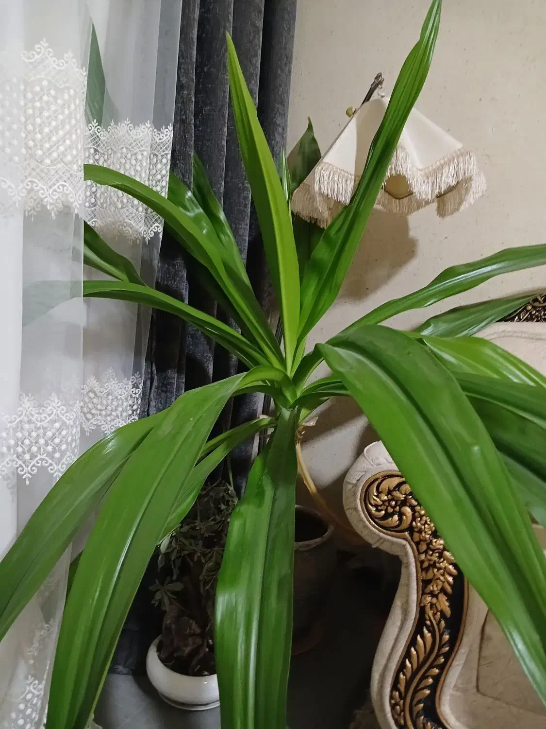 گل ذرتی بسیار شاداب|گل و گیاه طبیعی|مرودشت, مسکن مهرگان|دیوار