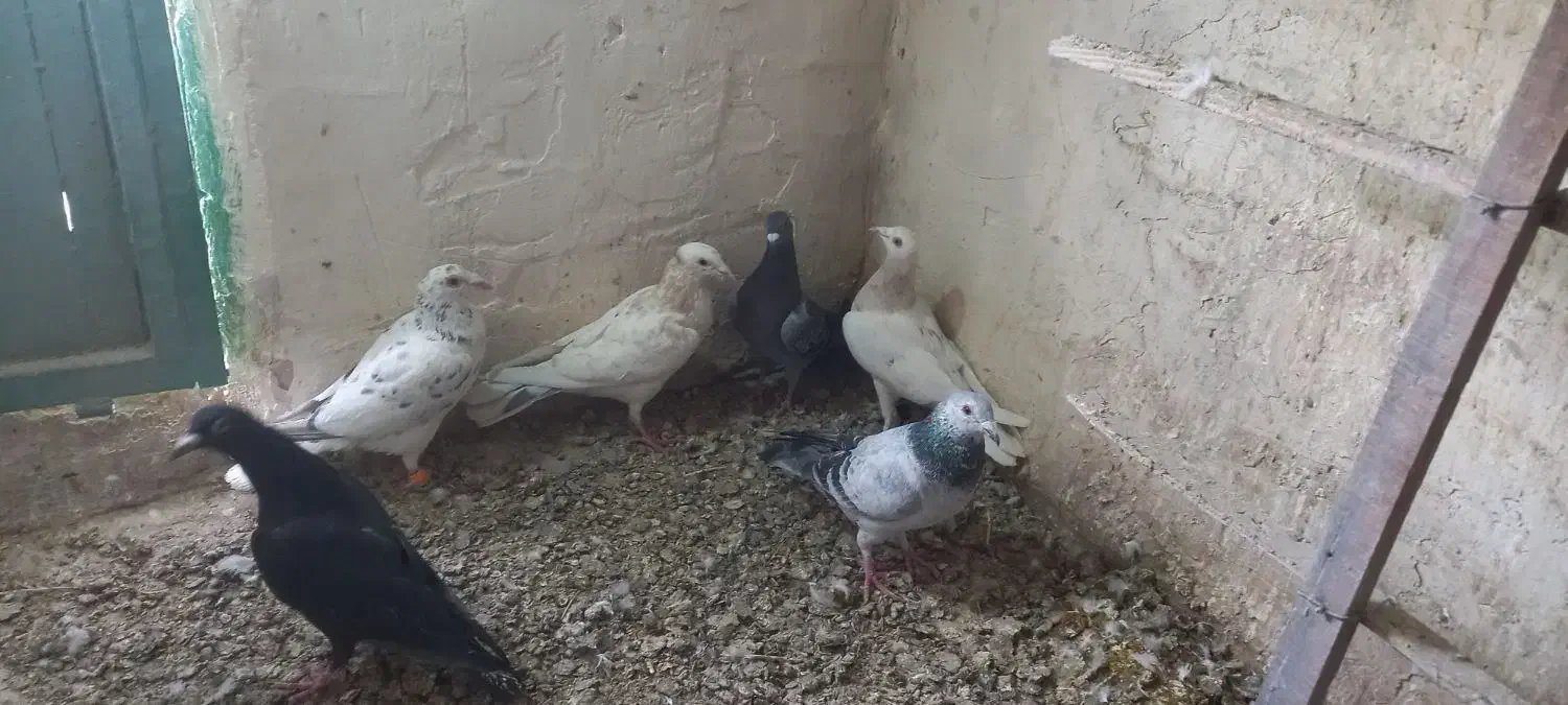 هشت عدد کبوتر هم پرشی هم جفتی همه گرفتنی|پرنده|دشتابی, |دیوار