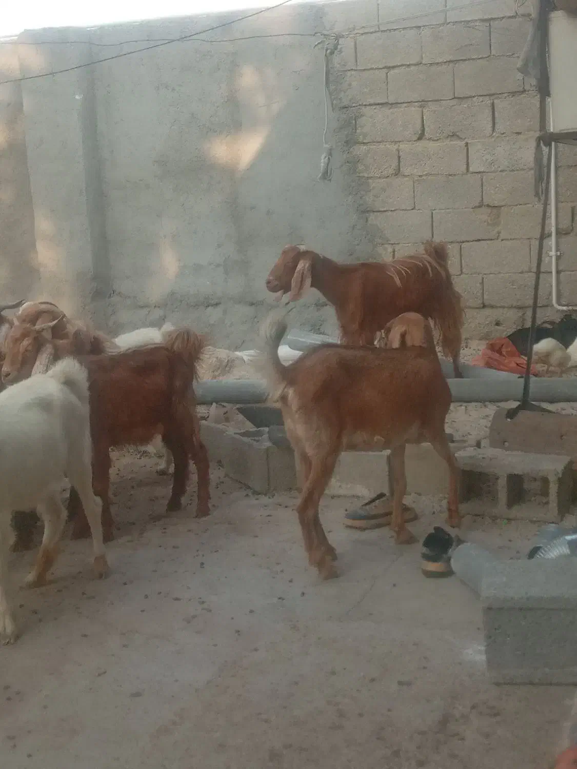 بزوکهره|حیوانات مزرعه|برازجان, |دیوار