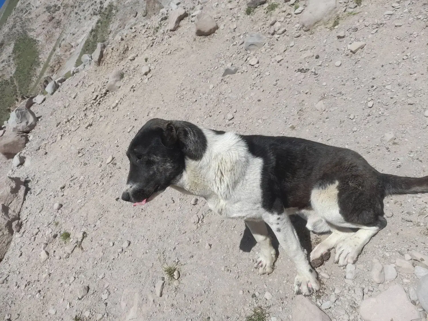 گمشده|حیوانات|آبکوه, |دیوار