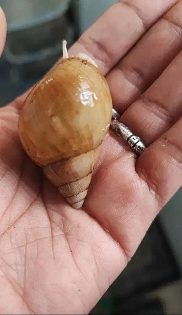 حلزون|خزنده|میناب, |دیوار