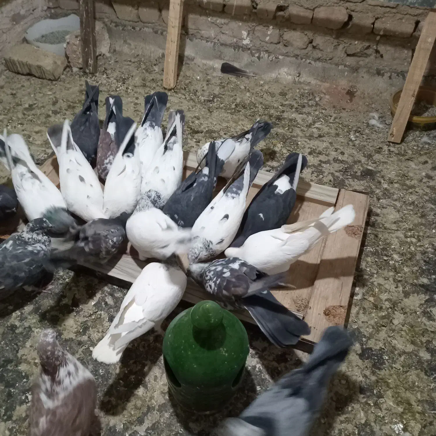 جوجه قاره|حیوانات|شهریار, شهرک بهاران (ویره)|دیوار