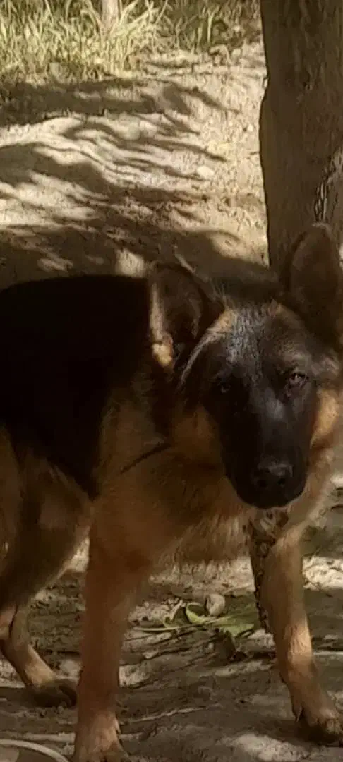 سگ ژرمن شپهرد|سگ|رزن, |دیوار