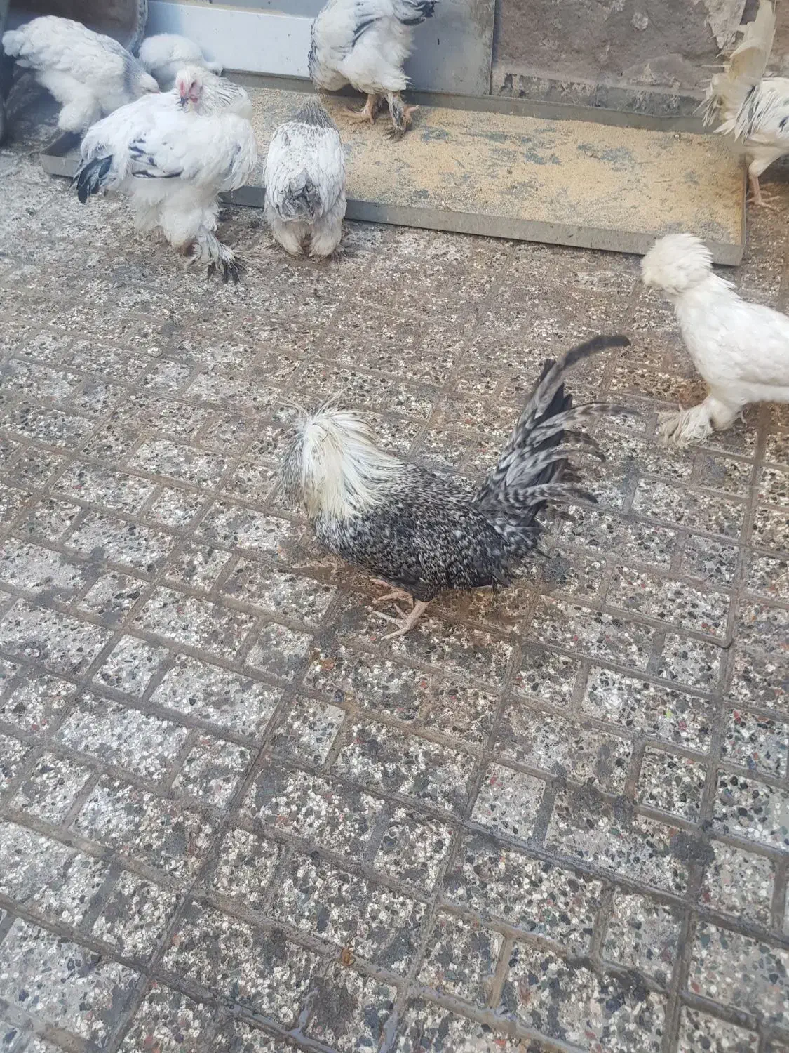 تخم مرغ لهستانی|حیوانات مزرعه|نیشابور, شهرک فرهنگیان|دیوار