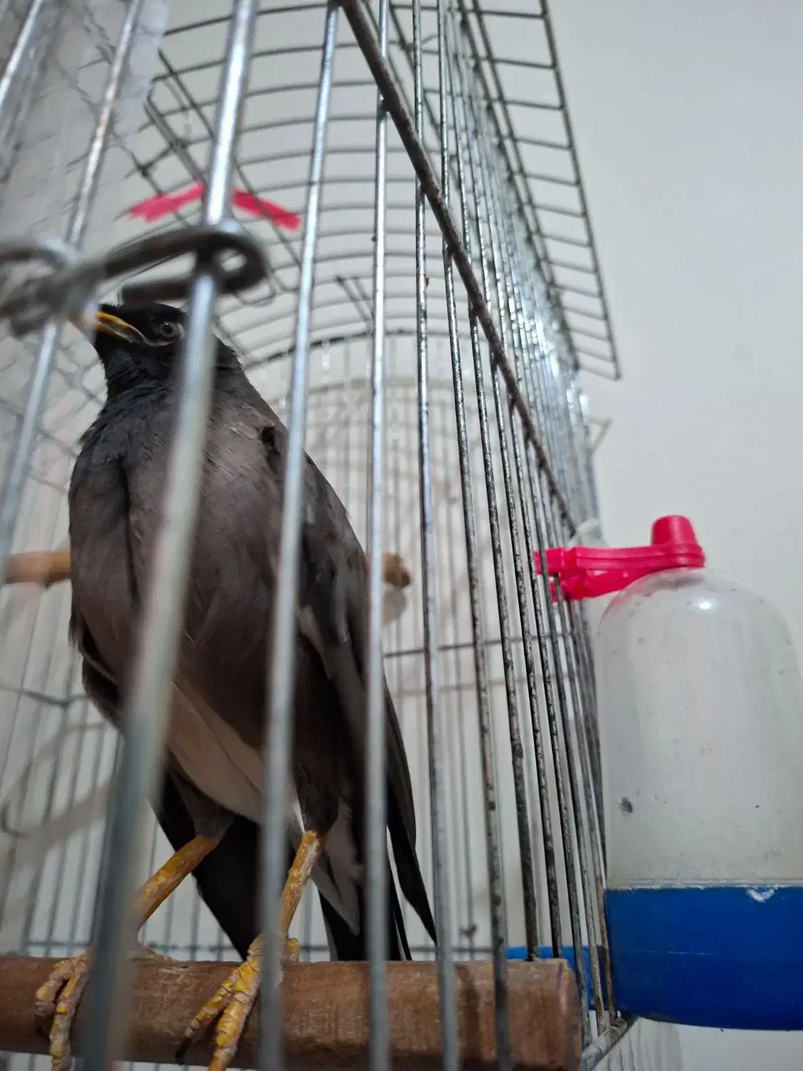 پرنده مینا|پرنده|تهران, جیحون|دیوار