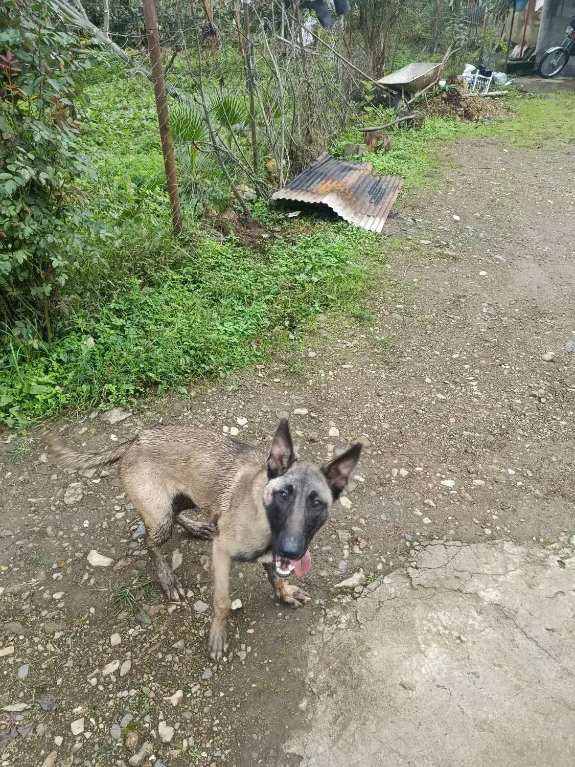 سگ مالینویز|سگ|رحیمآباد, |دیوار