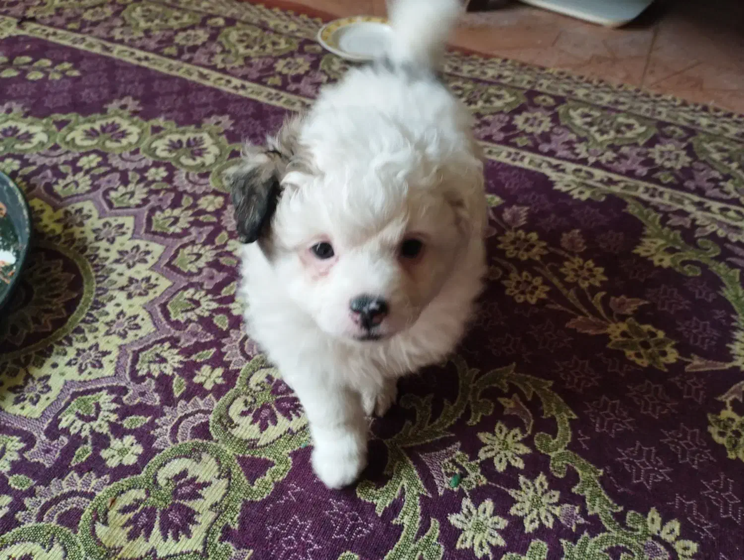 واگذاری سگ|سگ|کرمان, |دیوار