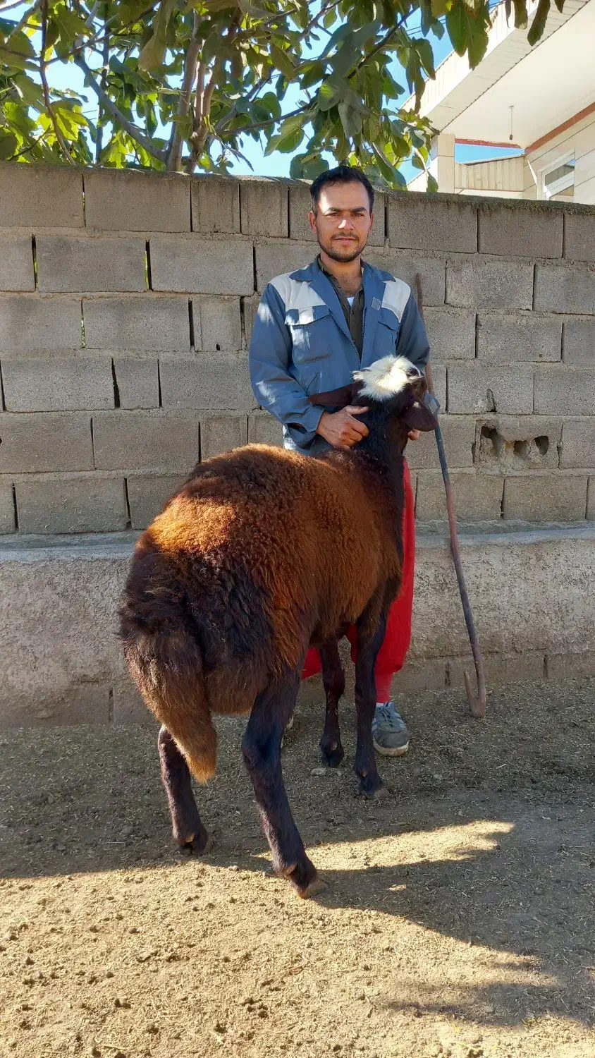 بره قوچ پیشانی سفید|حیوانات مزرعه|سنگدوین, |دیوار