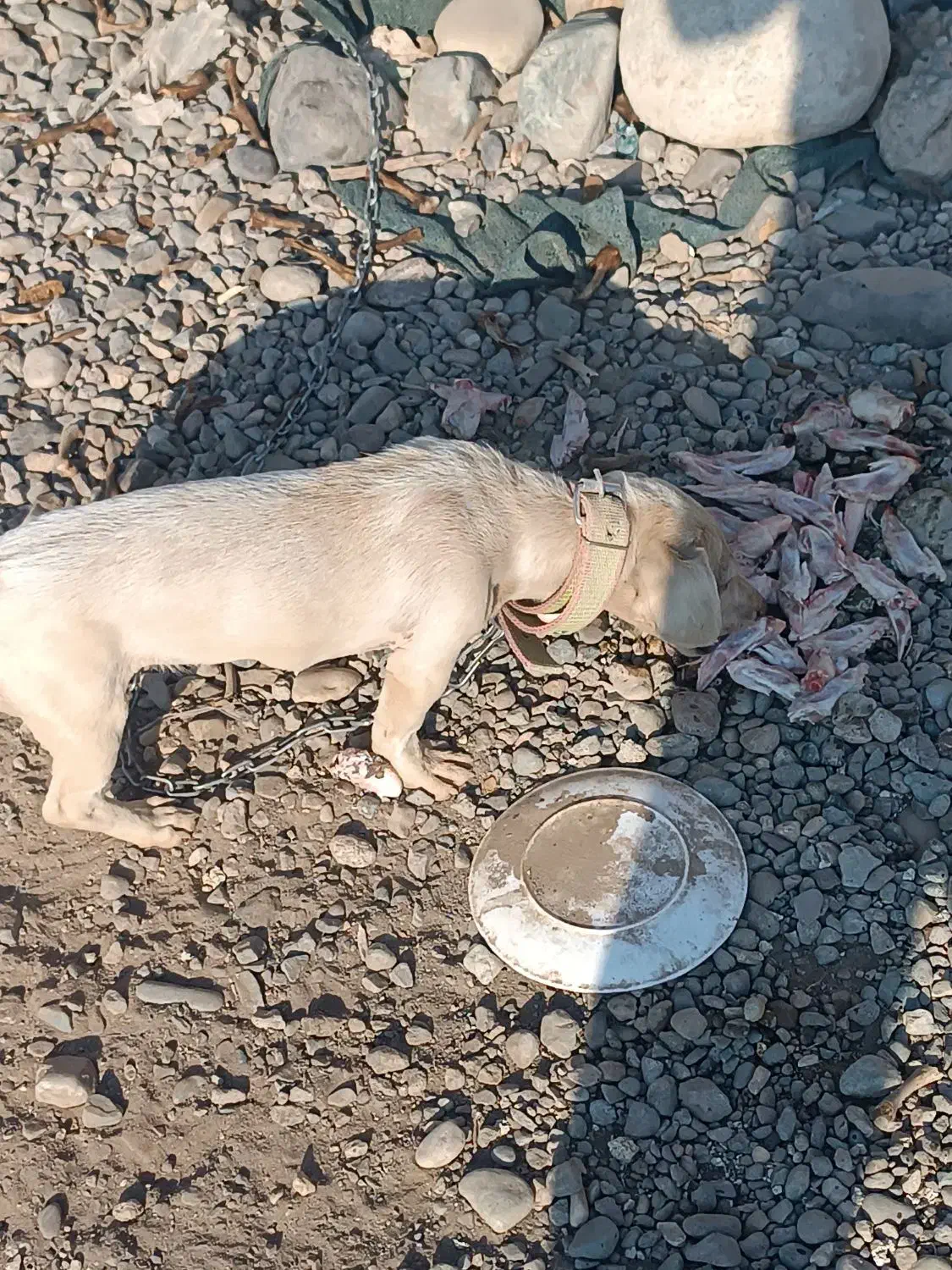 سگ پاکوتاه ماده|سگ|جیرفت, |دیوار