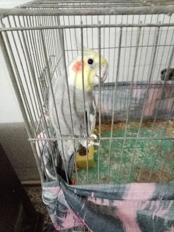 عروس|پرنده|اردکان, |دیوار