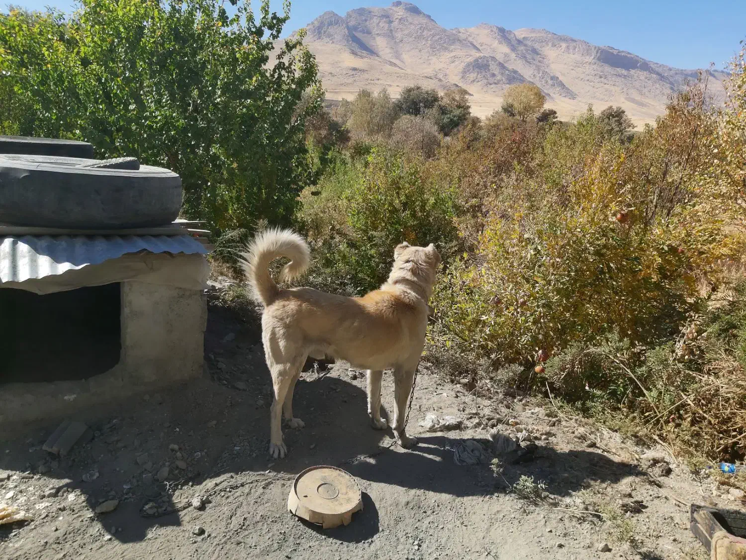 سگ سرابی اصیل اصیل زات دار|سگ|کامیاران, |دیوار