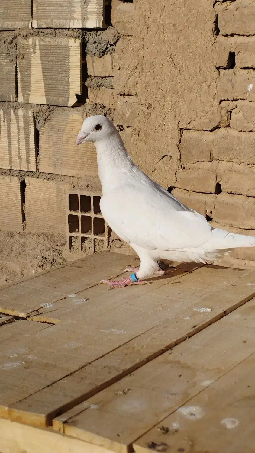 سفید|پرنده|شاهرود, |دیوار