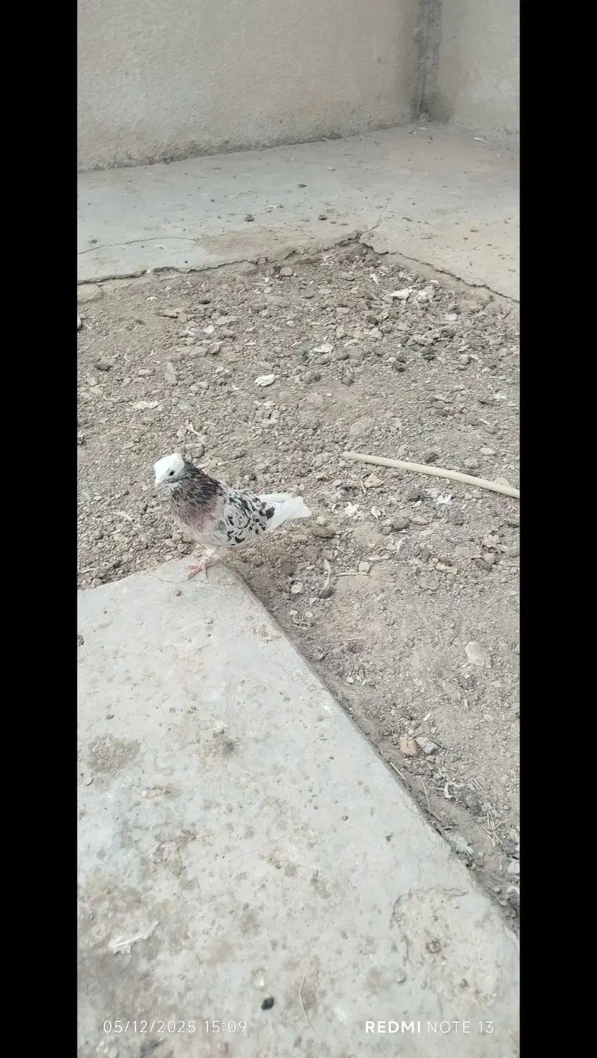 جوجه سرخ دمسفید کاکل|پرنده|سراوان, |دیوار