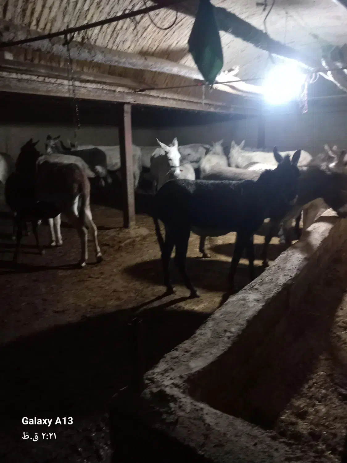 شیر خر|خوردنی و آشامیدنی|میلاجرد, |دیوار